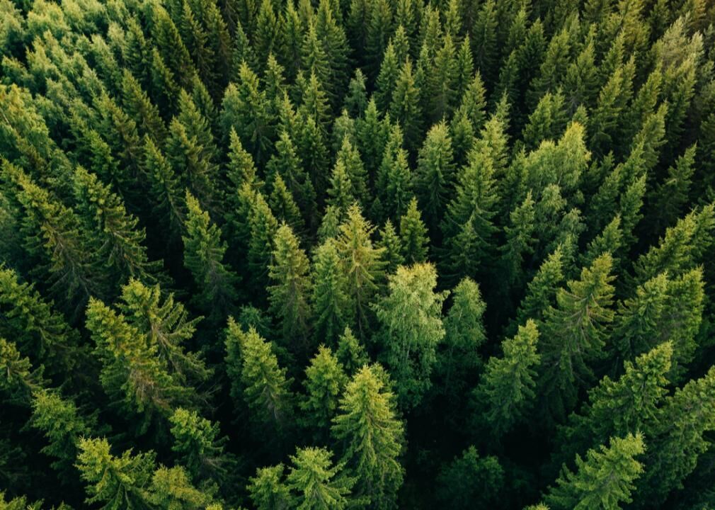 #9. Timber